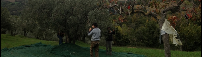 2ter Raccolta delle olive per successive analisi_pic