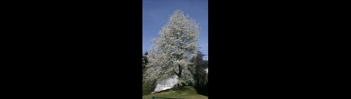 albero Prunus_cerasus