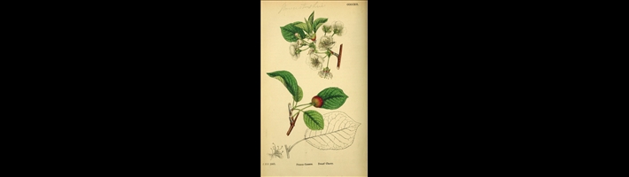 Prunus_cerasus