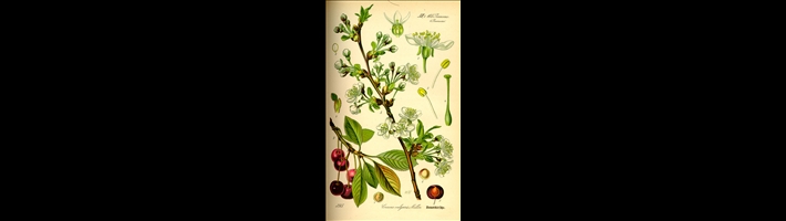 Illustration_Prunus_cerasus