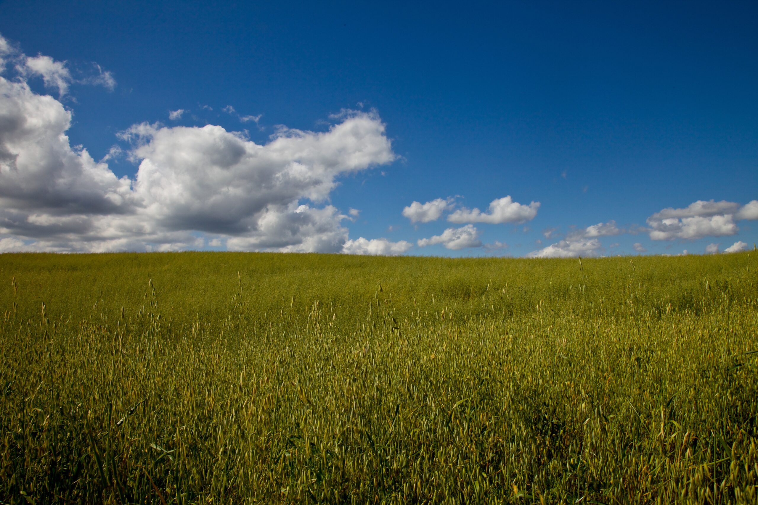 todi-campagna-campo-scaled 669
